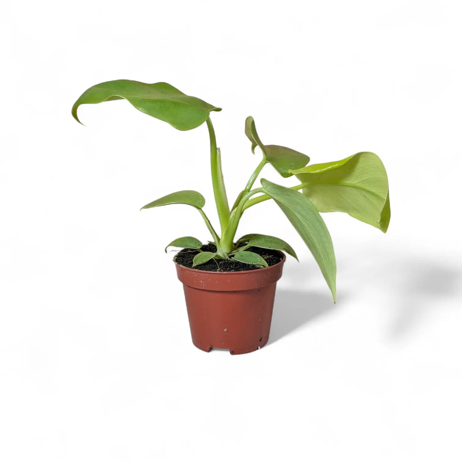 Philodendron bipennifolium 'Golden violin' potted plant in nursery pot on white background.