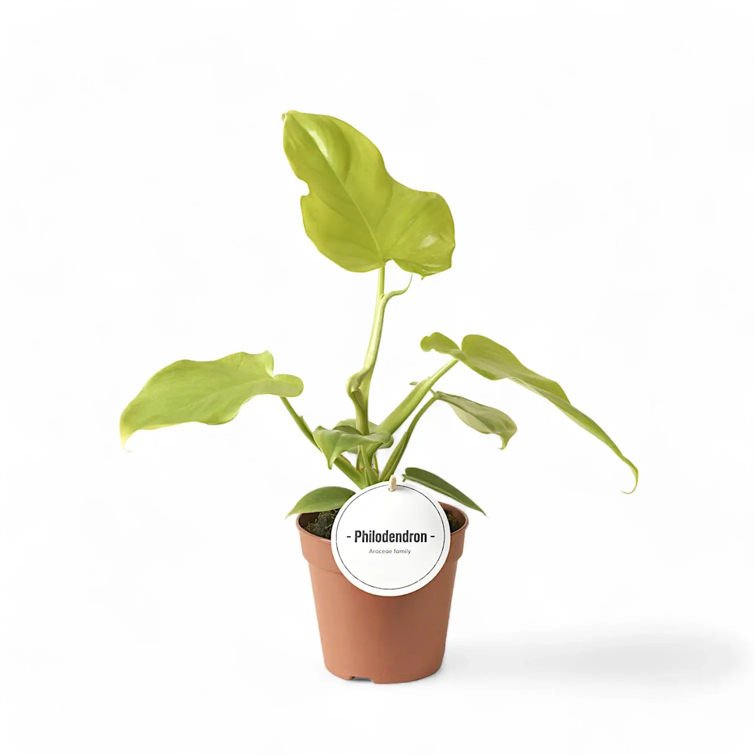 Philodendron bipennifolium 'Golden violin' potted plant in nursery pot on white background.