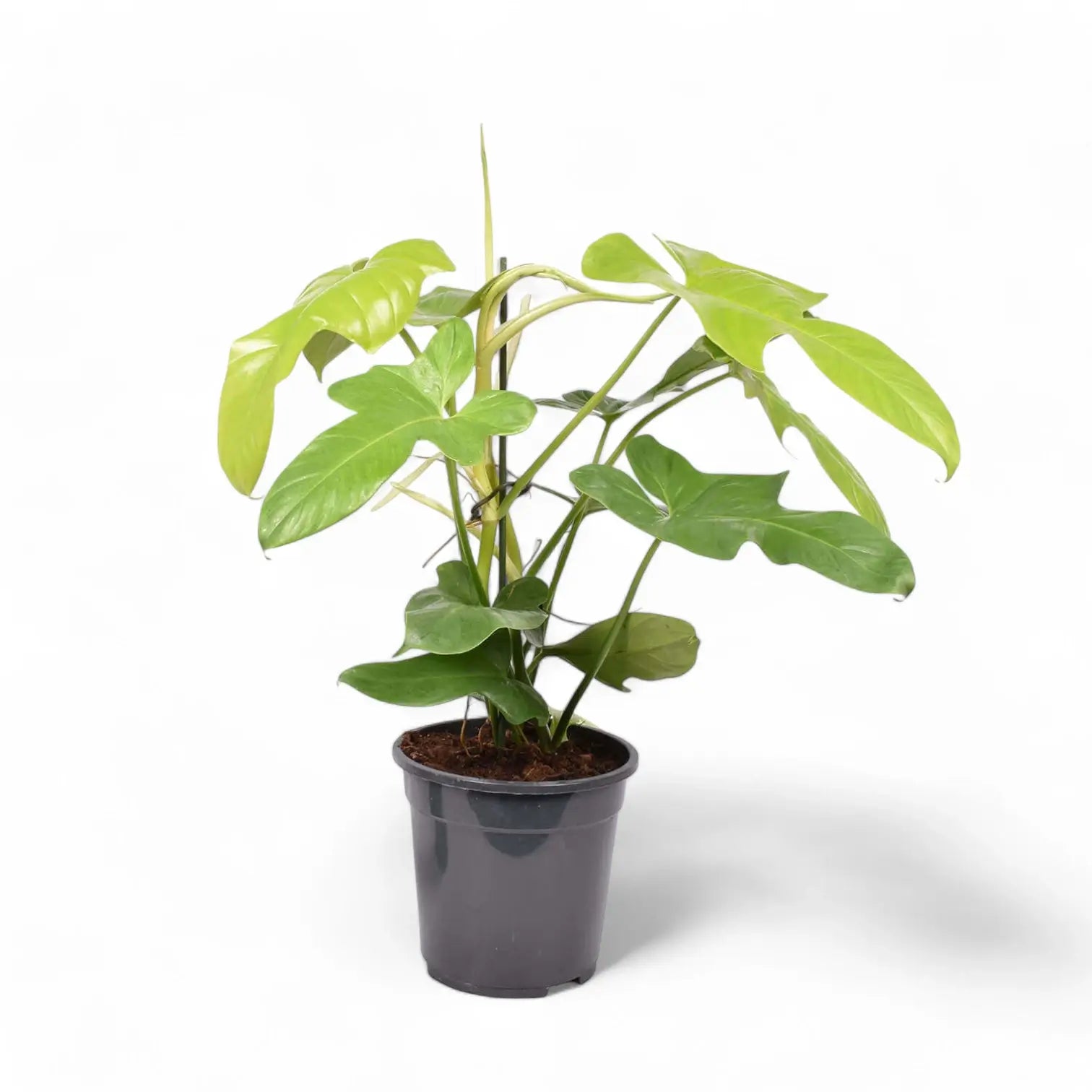 Philodendron bipennifolium 'Golden violin' potted plant in nursery pot on white background.