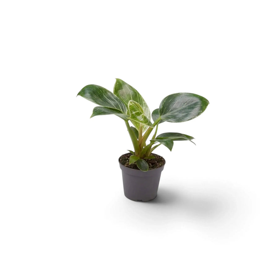Jungpflanze von Philodendron ‘Birkin’ im dunklen Kulturtopf mit überwiegend grünen Blättern und feiner heller Streifung