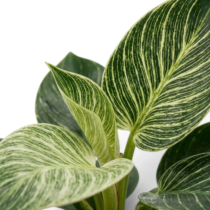 Nahaufnahme der Blätter von Philodendron ‘Birkin’ mit vielen feinen cremefarbenen Streifen auf dunkelgrünen Blättern