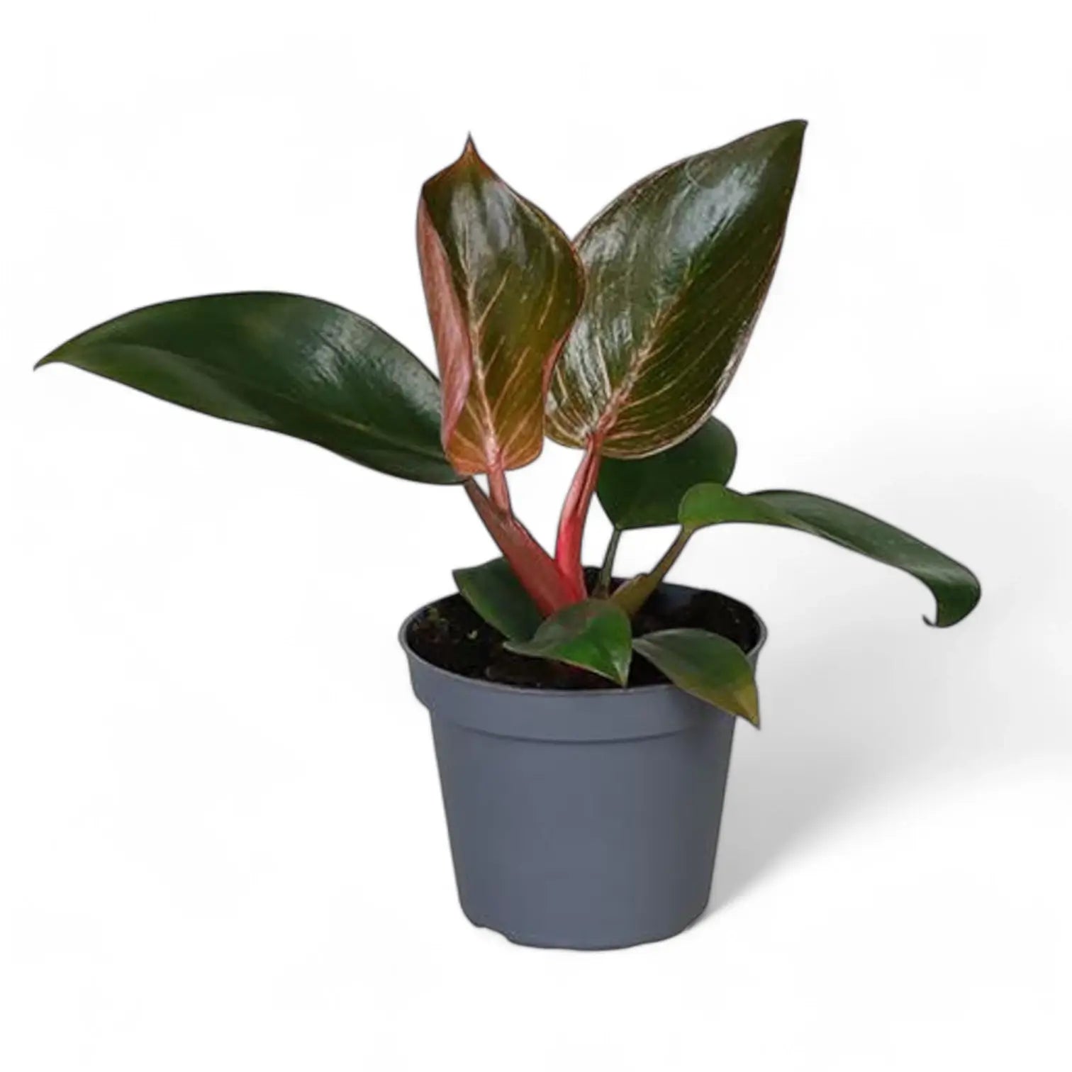 Philodendron 'Birkin Pink' ('Pink Bikini') – Zimmerpflanze im Kulturtopf auf weißem Hintergrund, Produktfoto 3.
