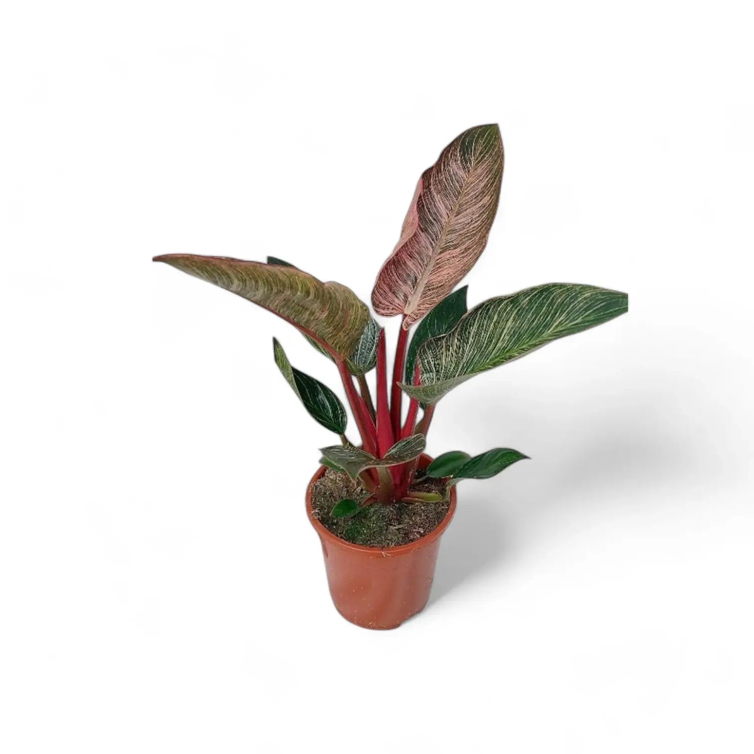 Philodendron 'Birkin Pink' ('Pink Bikini') – Zimmerpflanze im Kulturtopf auf weißem Hintergrund, Produktfoto 5.