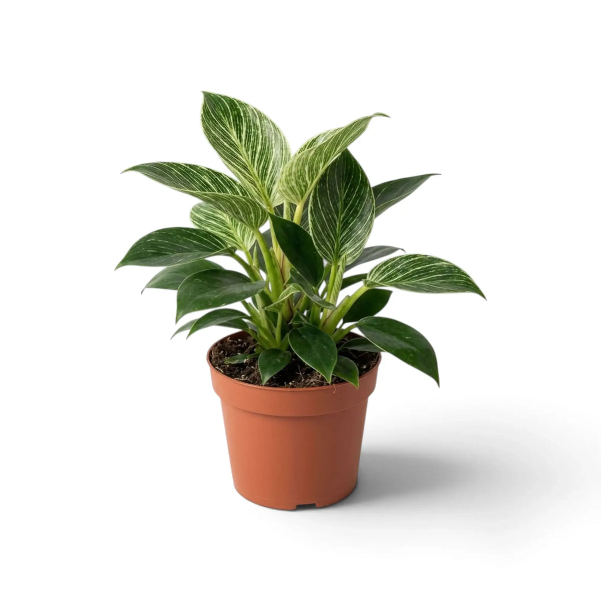Philodendron ‘Birkin’ in an orange nursery pot with a dense mix of striped and solid green leaves