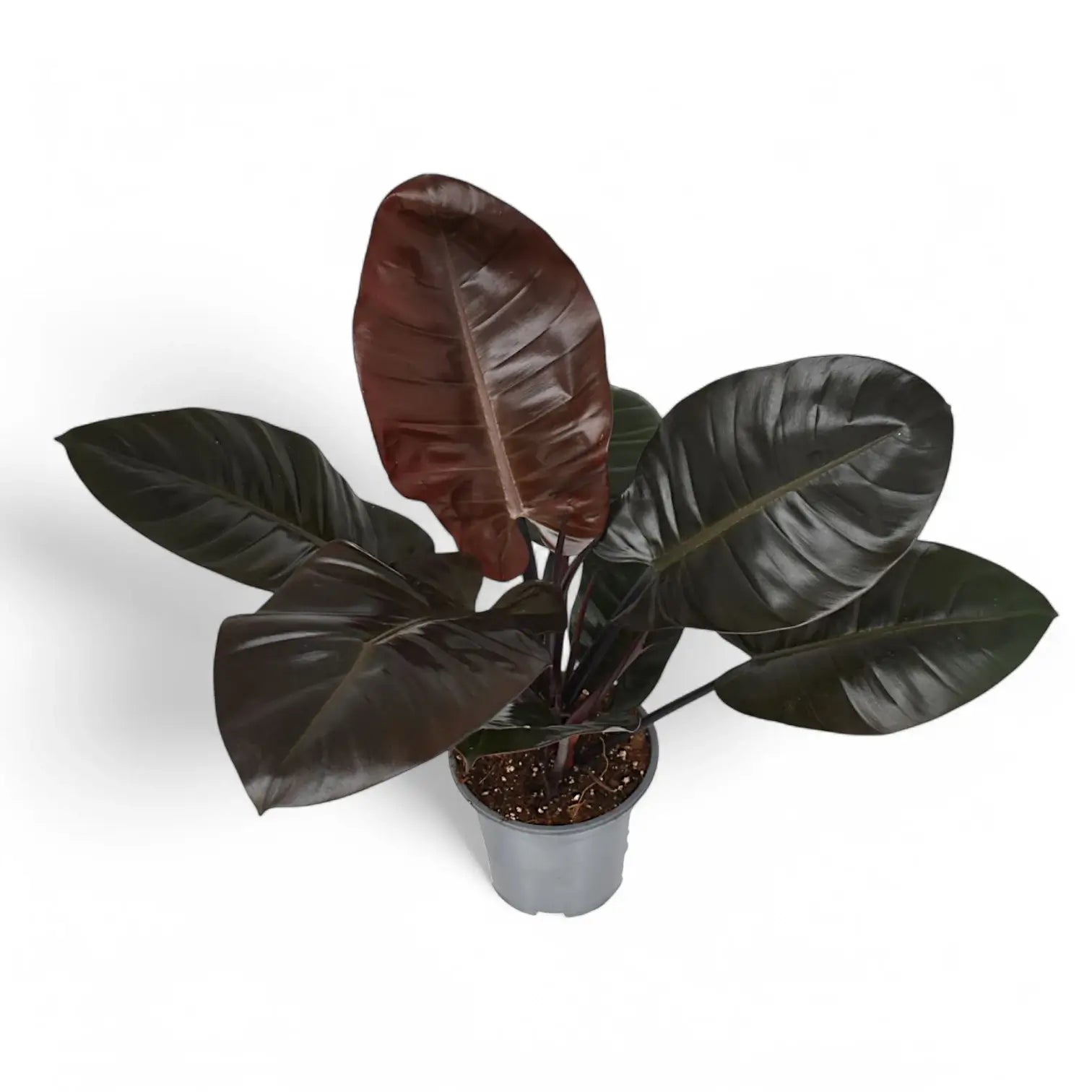 Philodendron 'Black Cardinal' potted plant in nursery pot on white background.