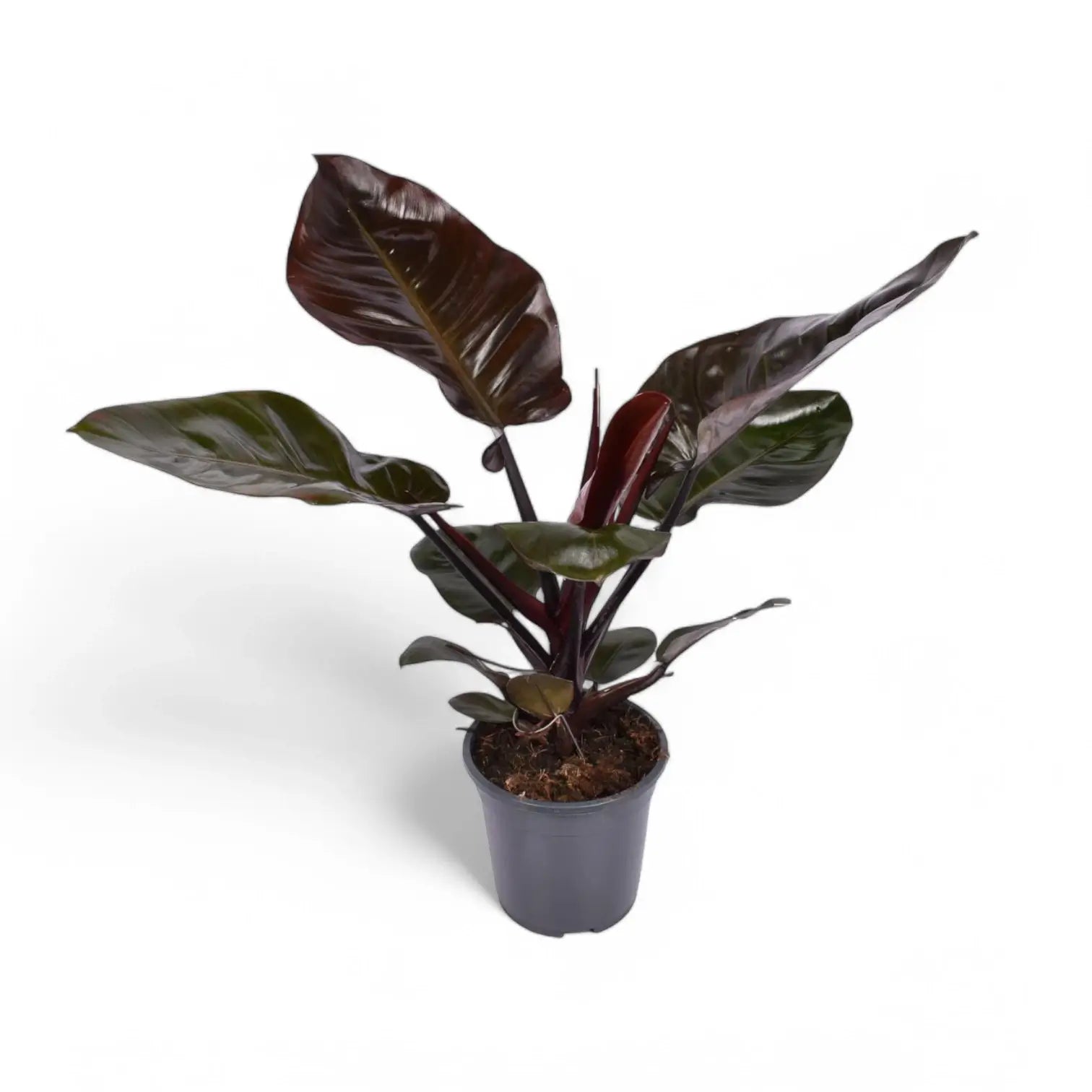 Philodendron 'Black Cardinal' potted plant in nursery pot on white background.