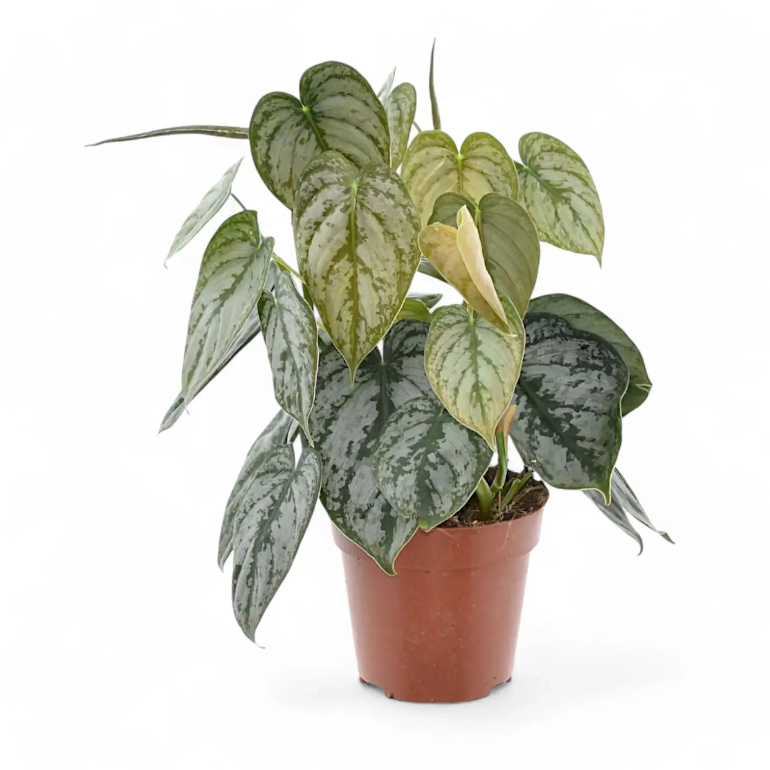 Philodendron brandtianum potted plant in nursery pot on white background.