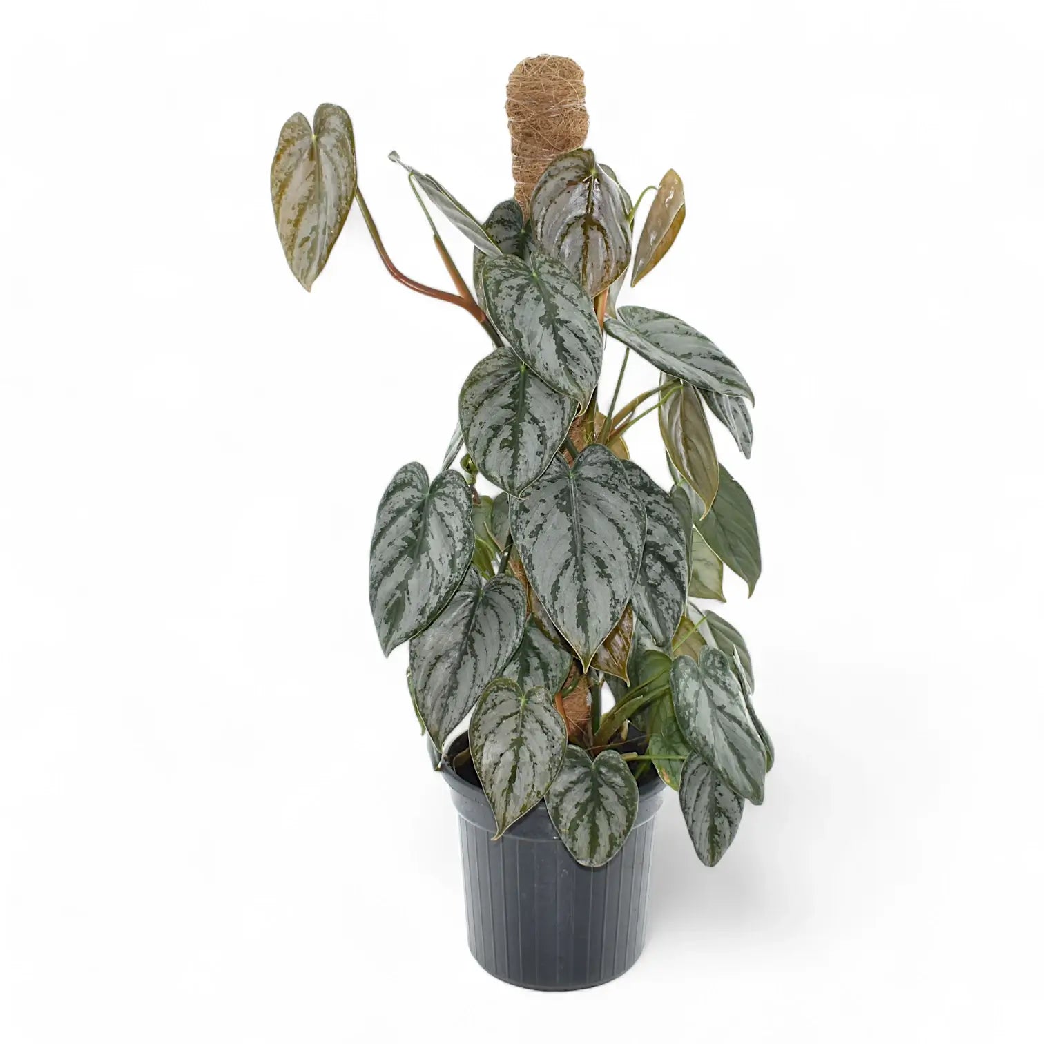 Philodendron brandtianum potted plant in nursery pot on white background.