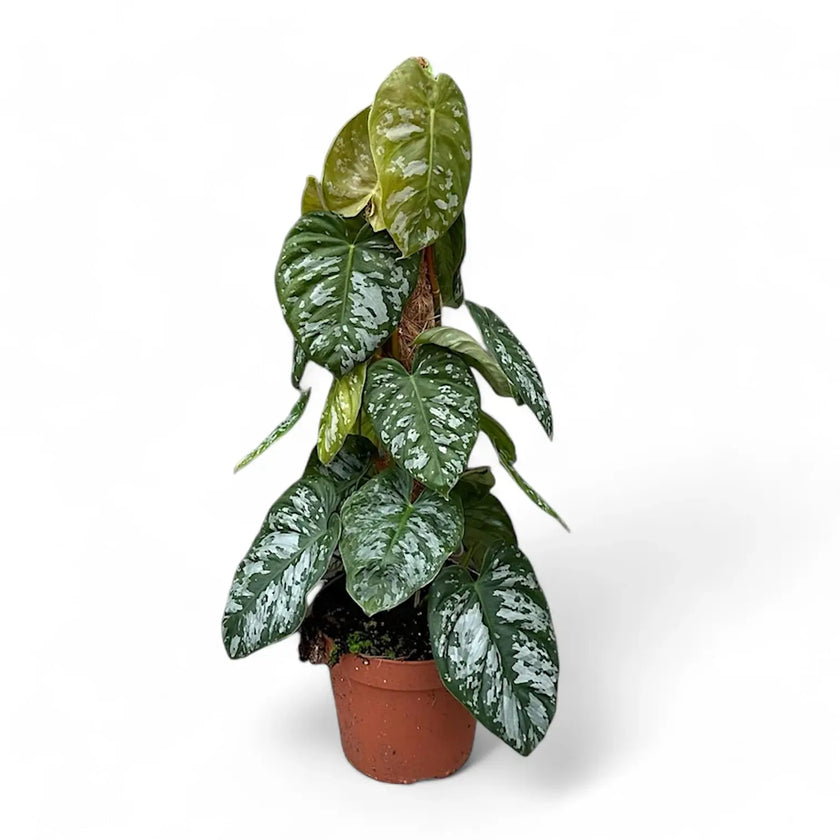Philodendron brandtianum aff aka 'Wild Form' potted plant in nursery pot on white background.