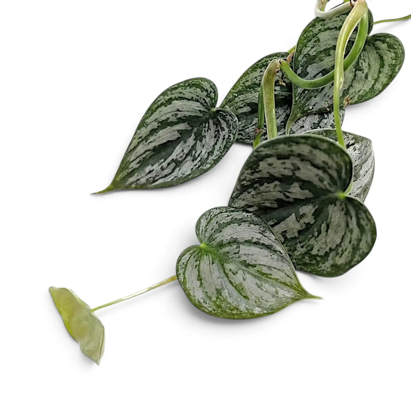 Detailaufnahme von Philodendron brandtianum mit überlappenden grünen Blättern und großflächiger silbriger Zeichnung