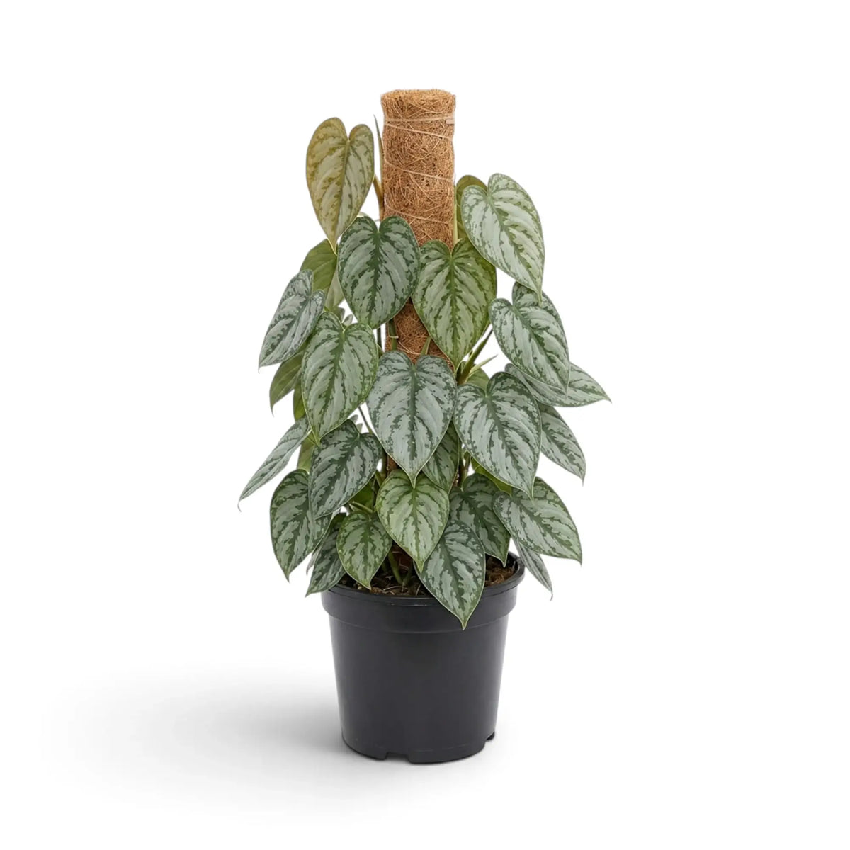 Large Philodendron brandtianum with silver-splashed heart-shaped leaves on a compact vine