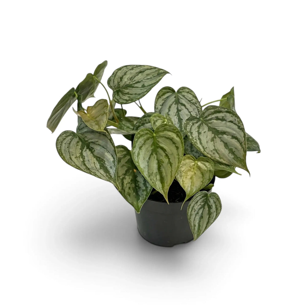 Medium Philodendron brandtianum with heart-shaped green leaves and broad silver patterning