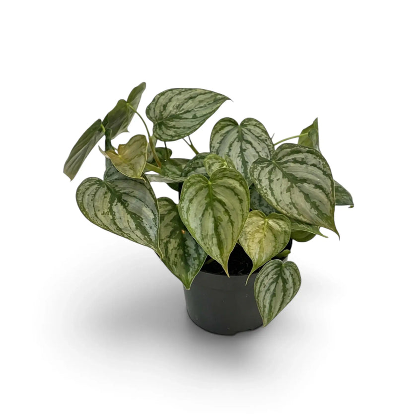 Mittelgroßer Philodendron brandtianum mit herzförmigen grünen Blättern und großflächiger silbriger Zeichnung