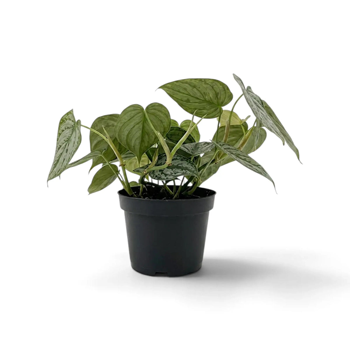 Medium Philodendron brandtianum with heart-shaped green leaves mottled in silver