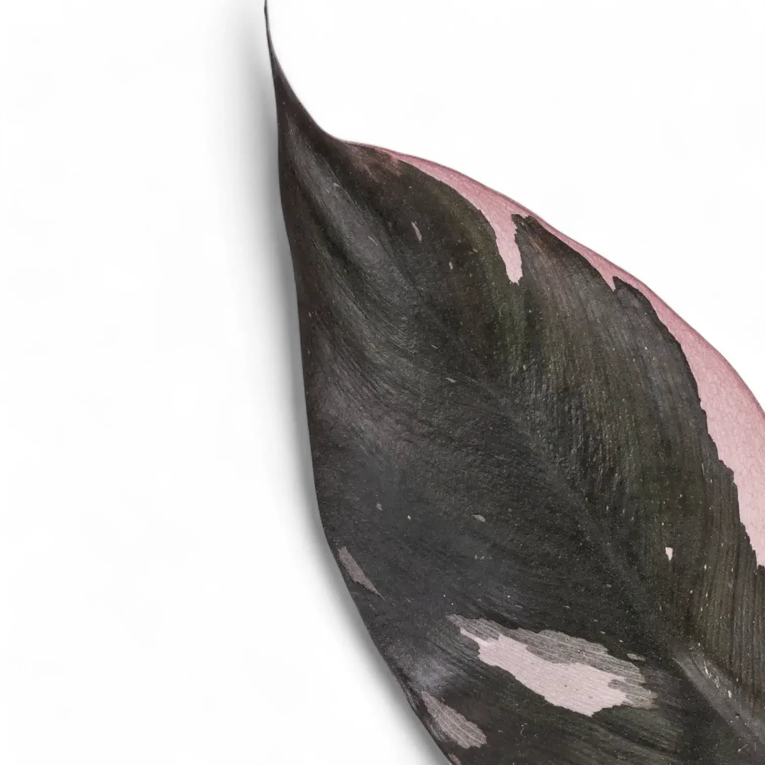 Philodendron 'Burgundy princess' leaf close-up on white background.