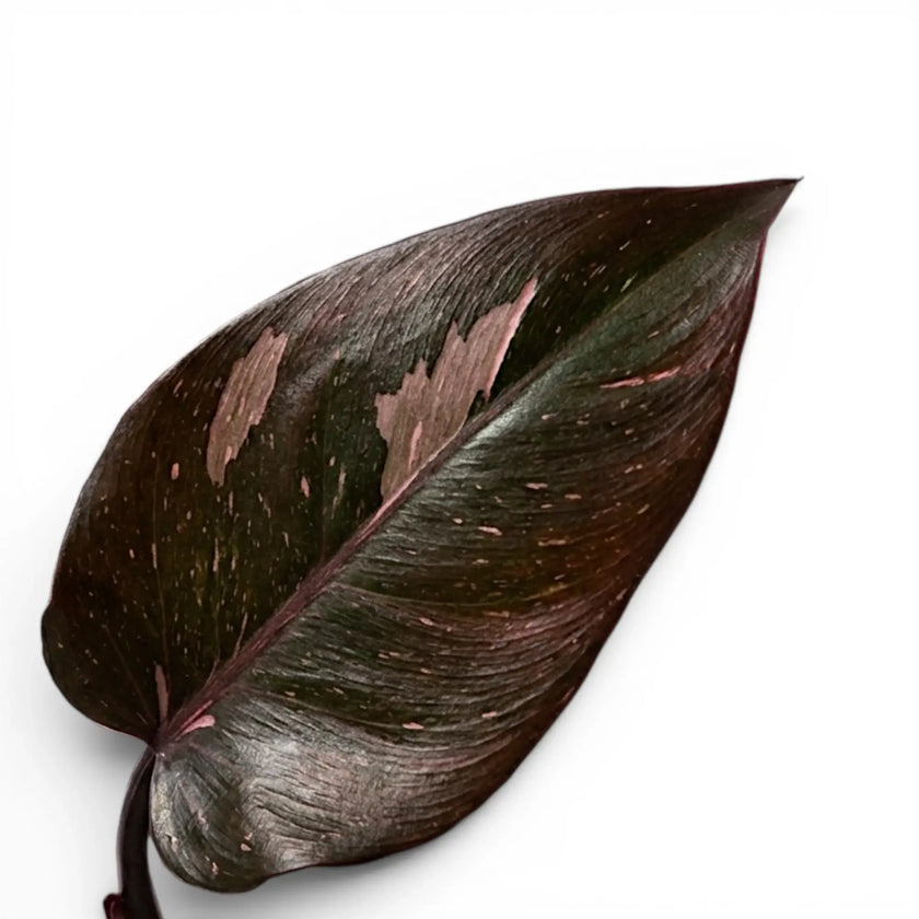 Close-up of Philodendron 'Burgundy Princess' leaves.