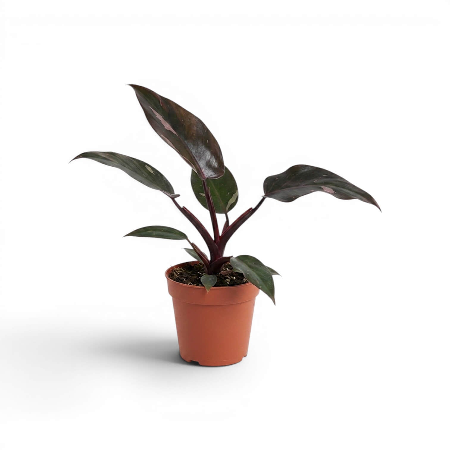 Philodendron 'Burgundy Princess' im Kulturtopf.
