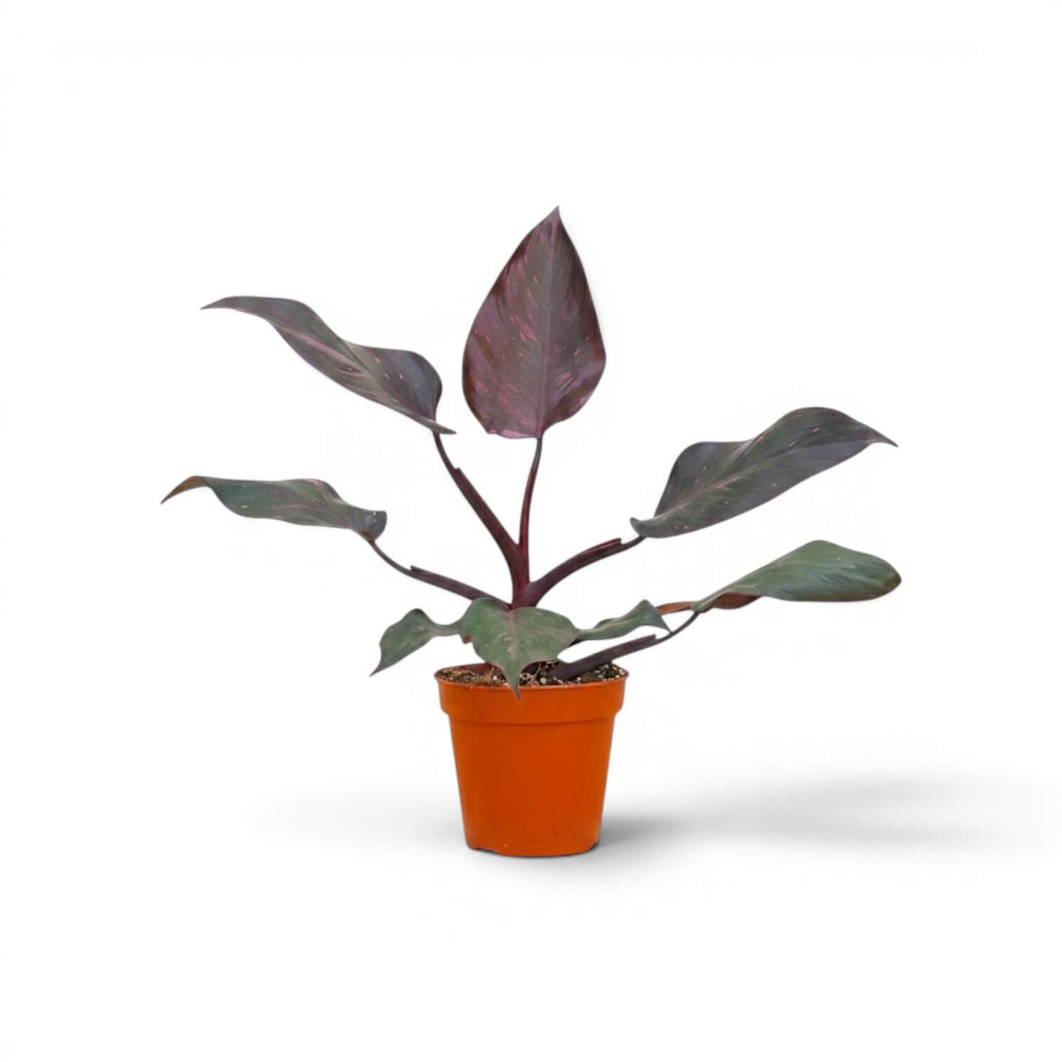 Philodendron 'Burgundy Princess' im Kulturtopf.