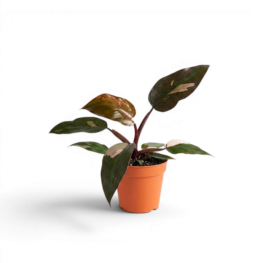 Philodendron 'Burgundy Princess' plant in a nursery pot.