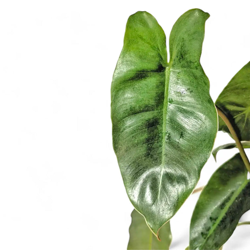 Philodendron 'Burle Marx' – Blattdetail vor weißem Hintergrund..