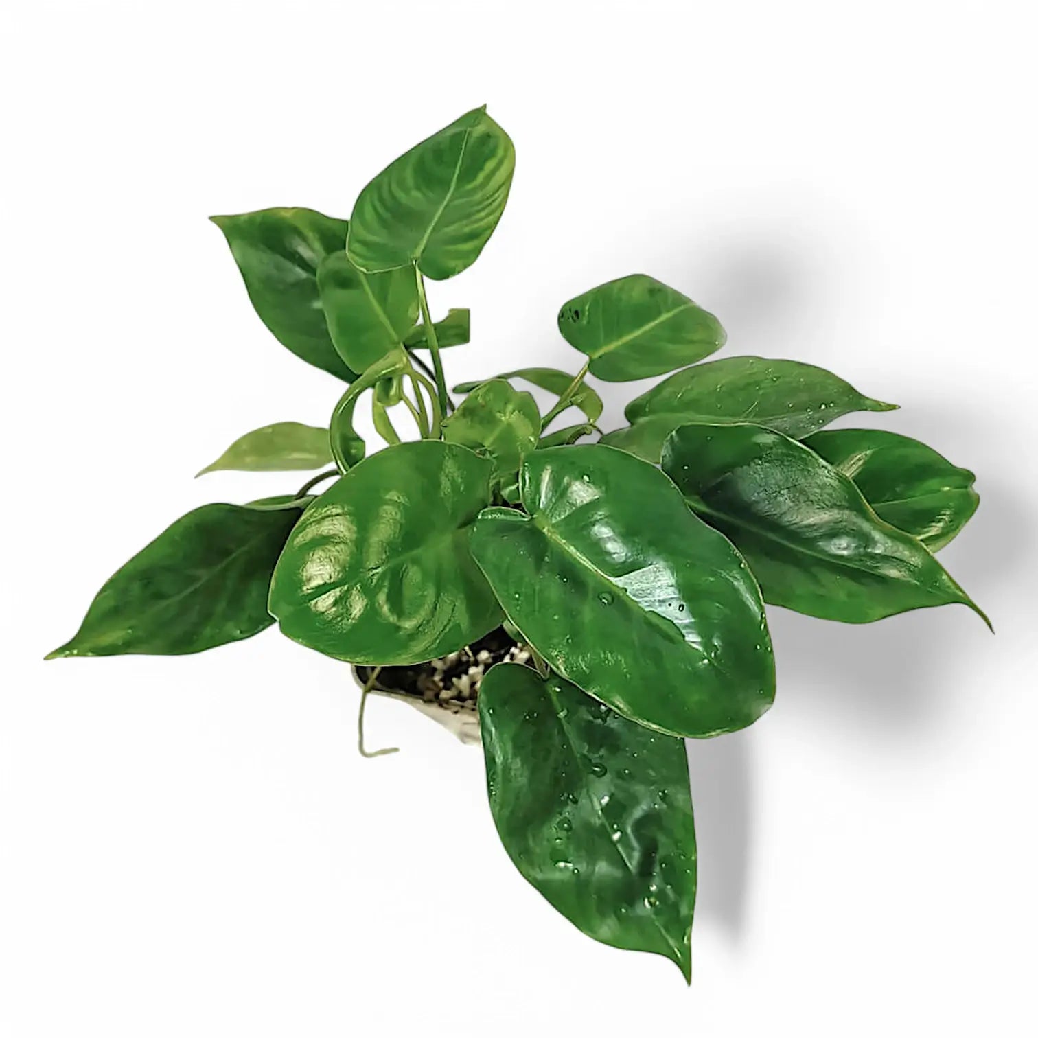 Philodendron 'Burle Marx' potted plant in nursery pot on white background.