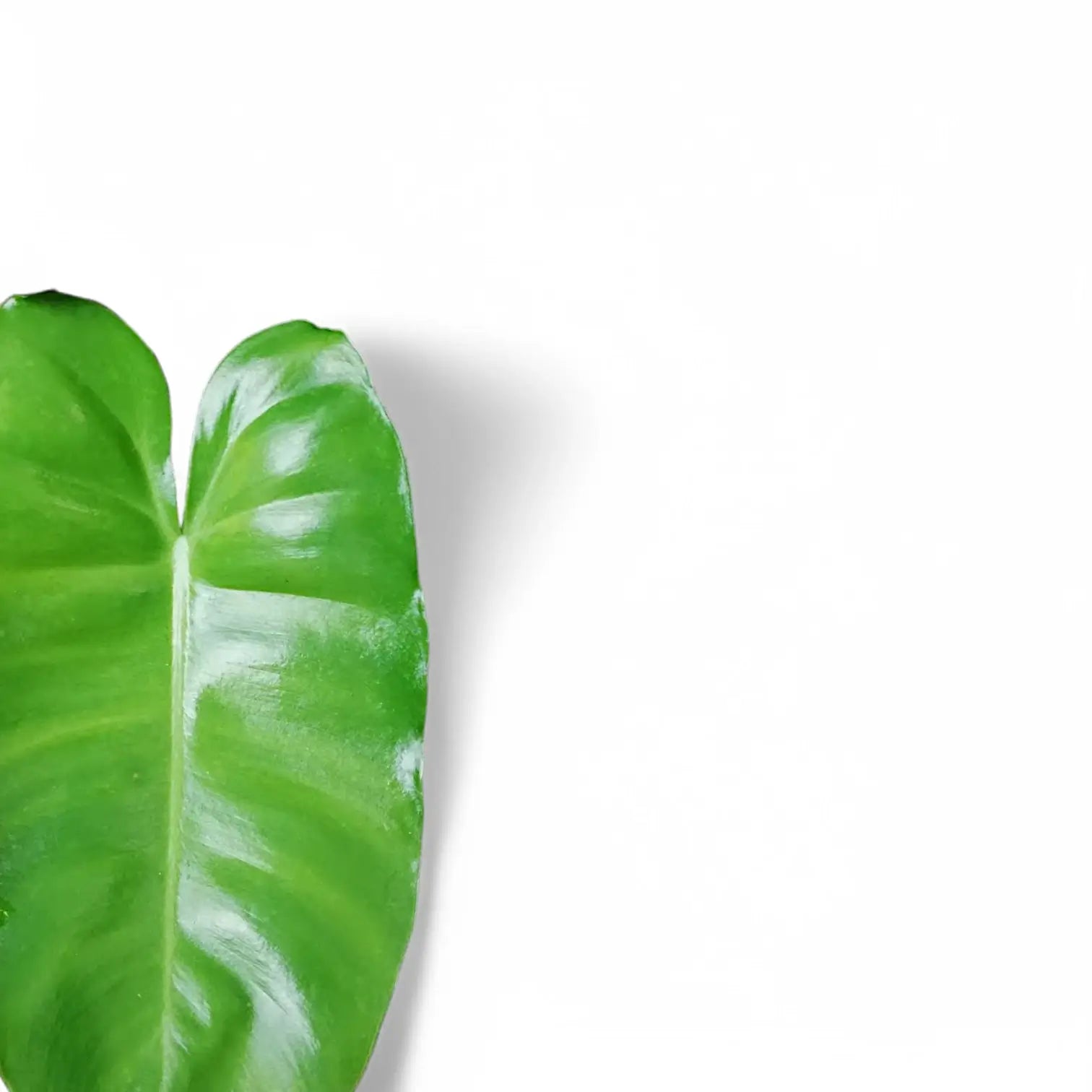 Philodendron 'Burle Marx' potted plant in nursery pot on white background.