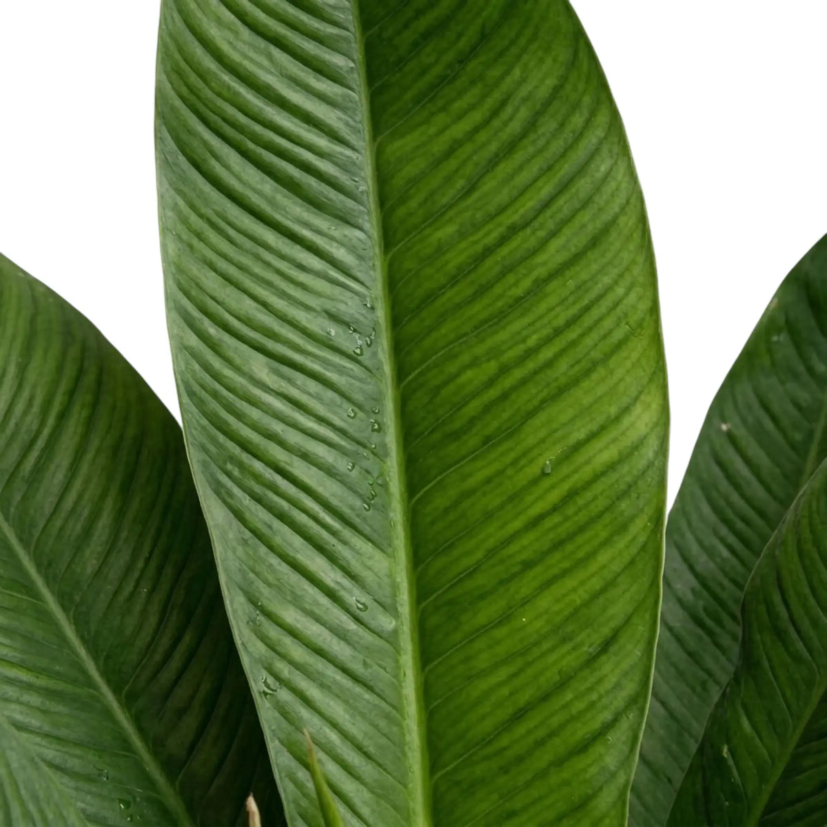 Philodendron campii ‘Lynette’ foliage close-up with narrow pleated green leaves and prominent side veins.