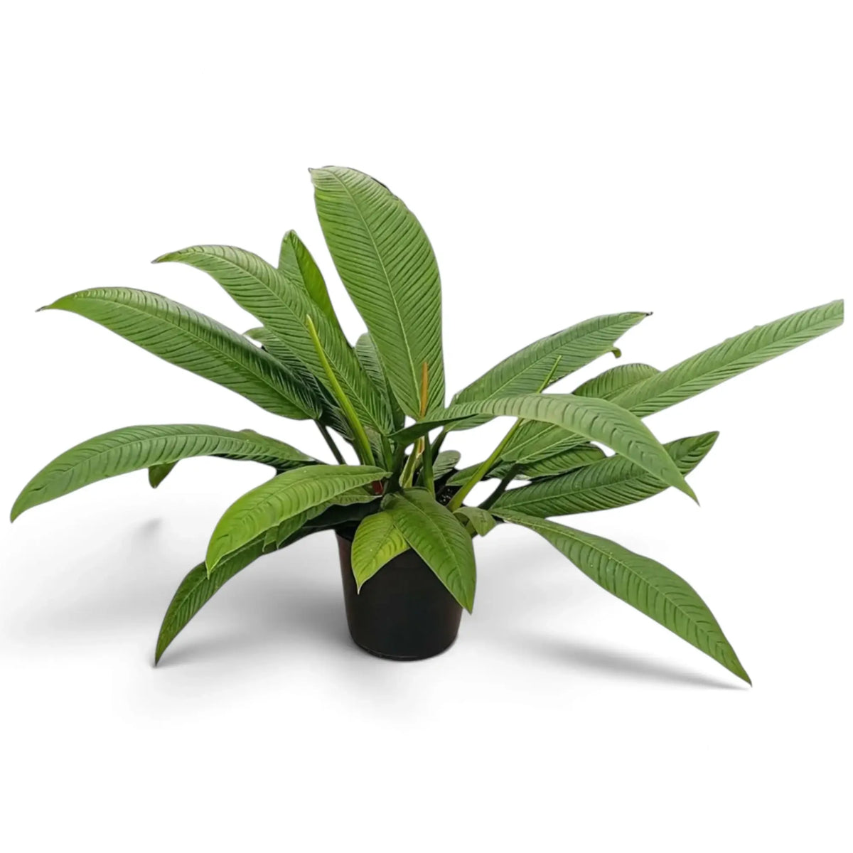 Large Philodendron campii ‘Lynette’ forming a dense rosette of narrow pleated green leaves.