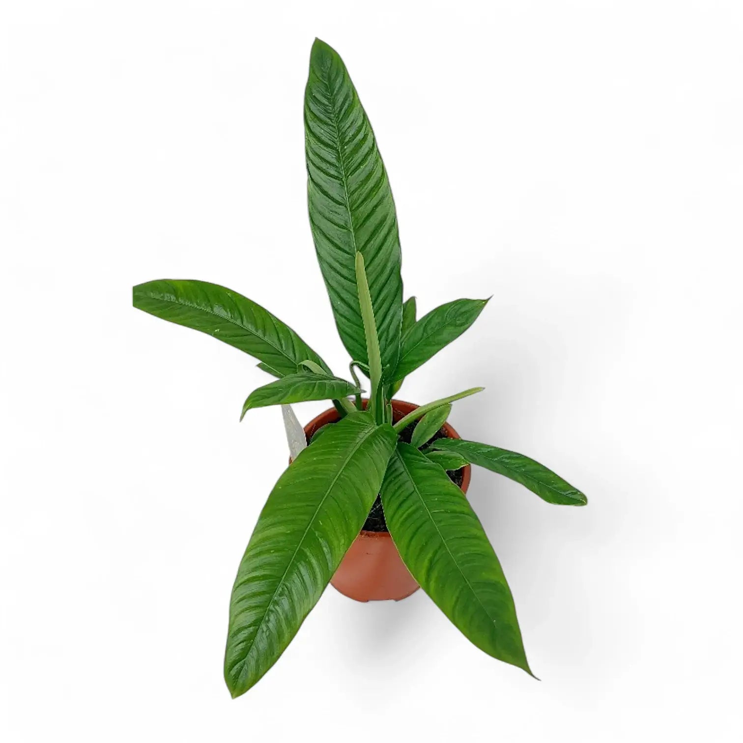 Philodendron campii 'Lynette' potted plant in nursery pot on white background.