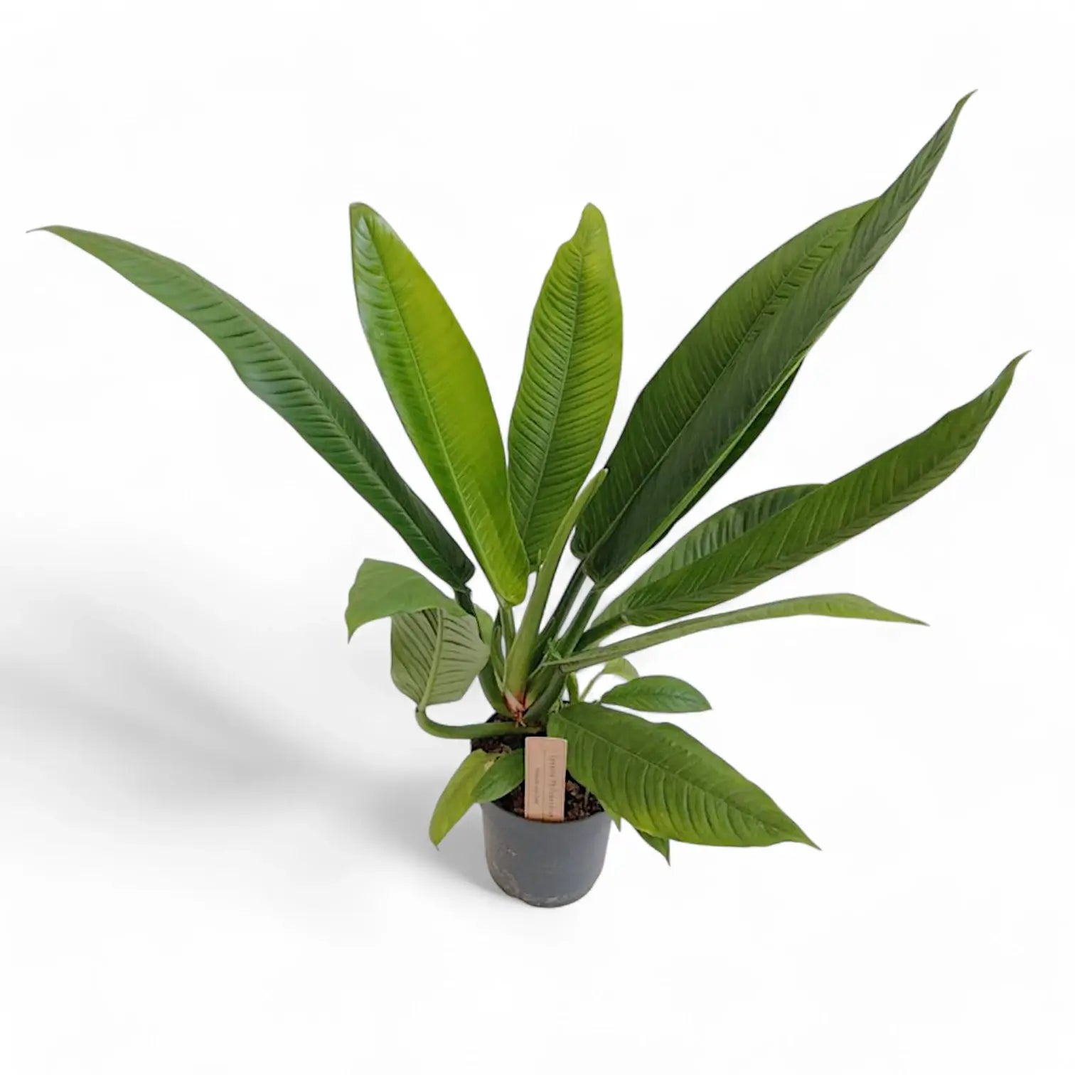 Philodendron campii 'Lynette' potted plant in nursery pot on white background.