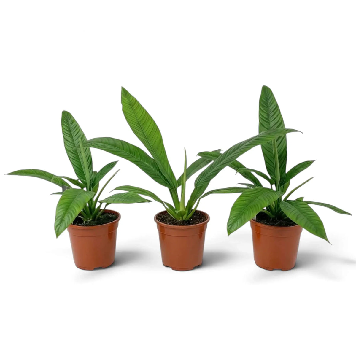 Medium Philodendron campii ‘Lynette’ forming a compact rosette of narrow pleated green leaves.