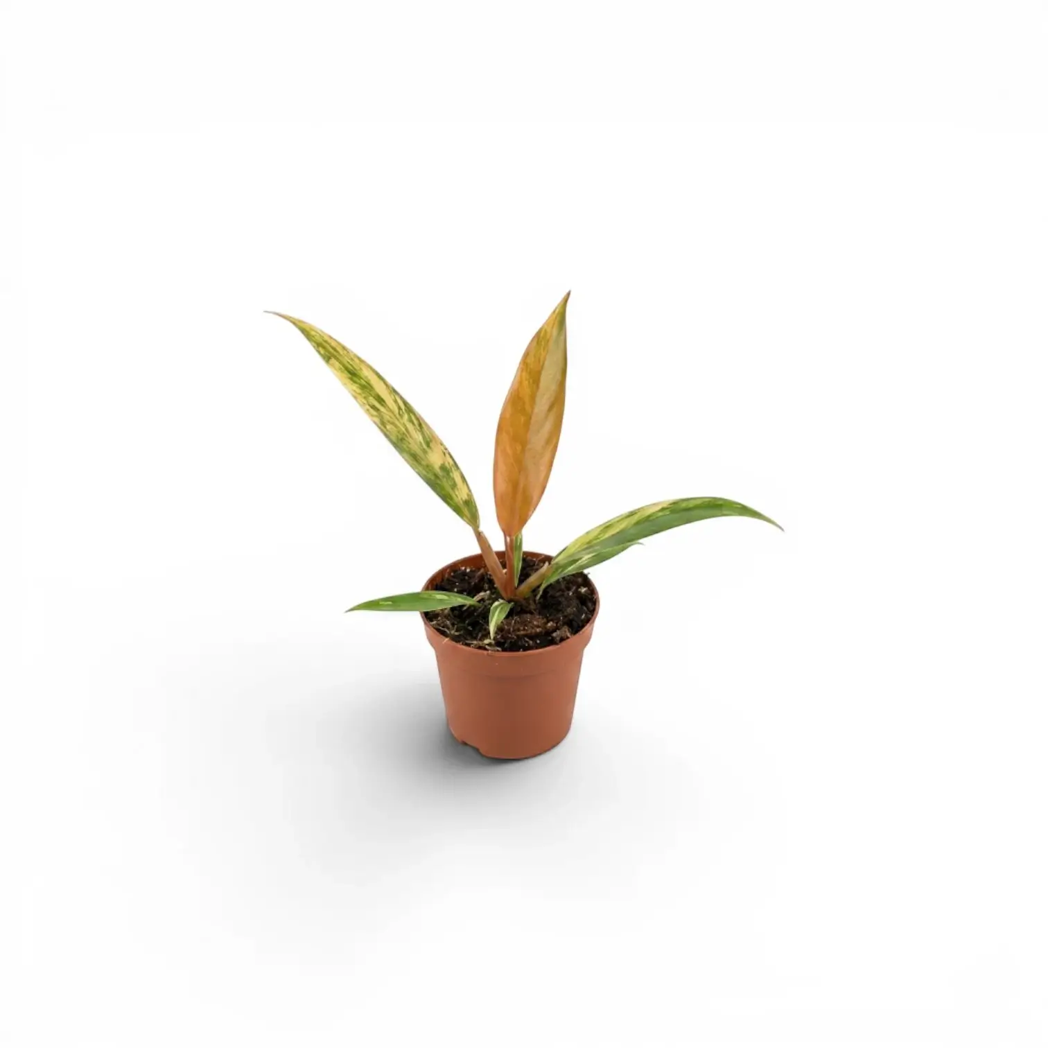 Philodendron 'Caramel Marble' baby plant in a nursery pot.