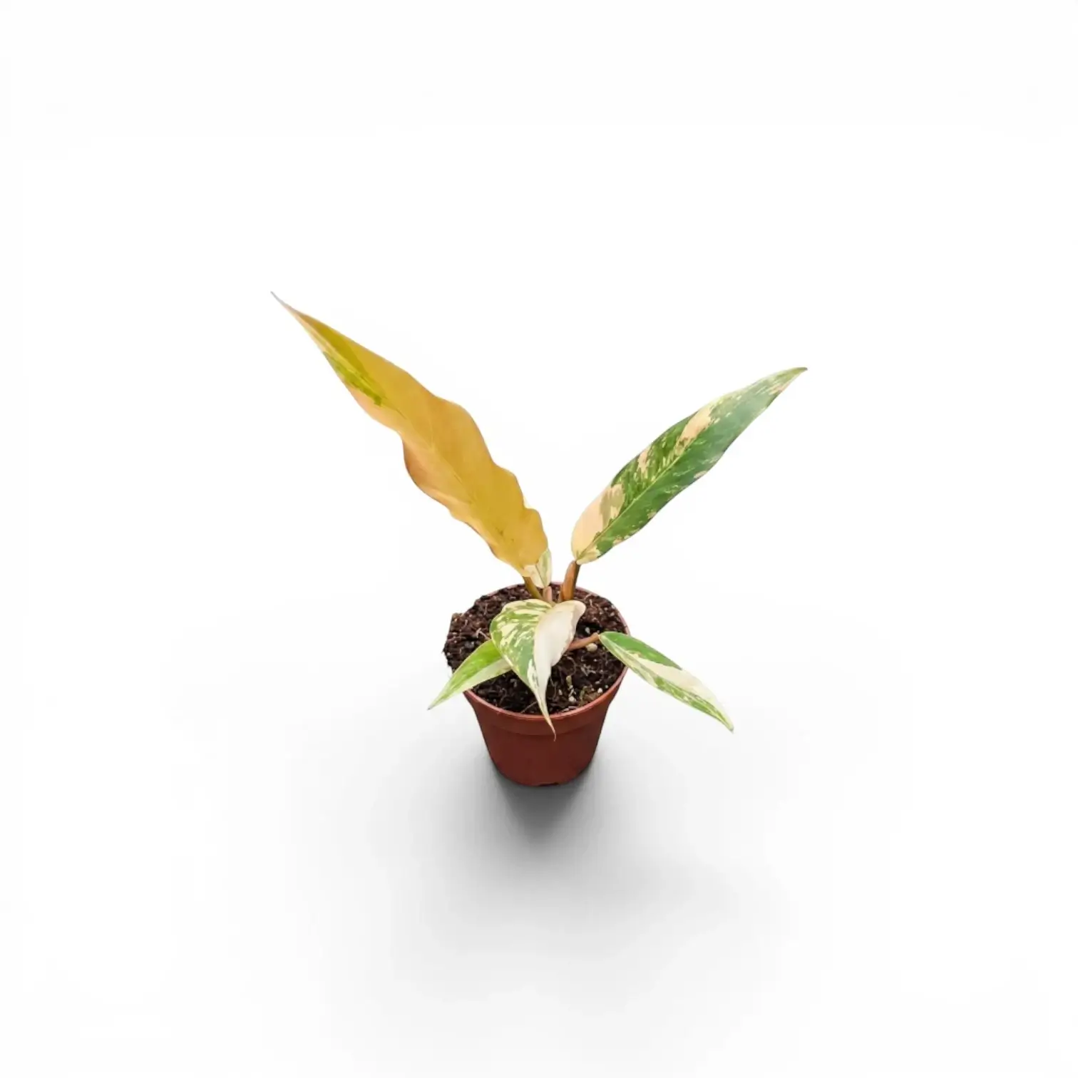 Philodendron 'Caramel Marble' baby plant in a nursery pot.