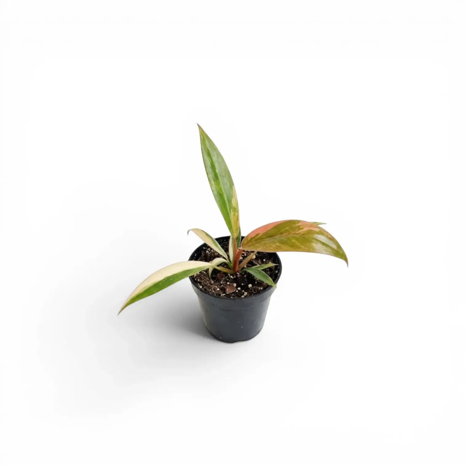 Philodendron 'Caramel Marble' baby plant in a nursery pot.