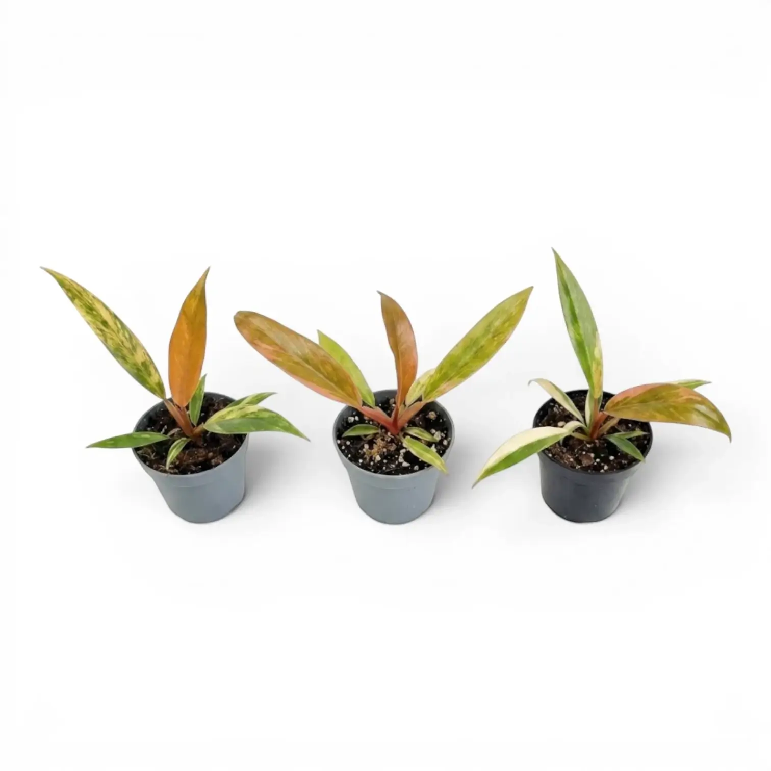 Three Philodendron 'Caramel Marble' baby plants in nursery pots.