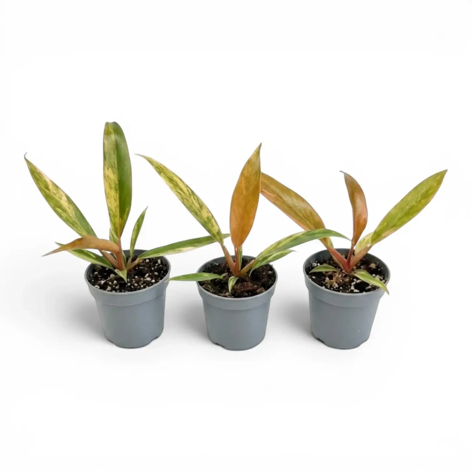 Three Philodendron 'Caramel Marble' baby plants in nursery pots.