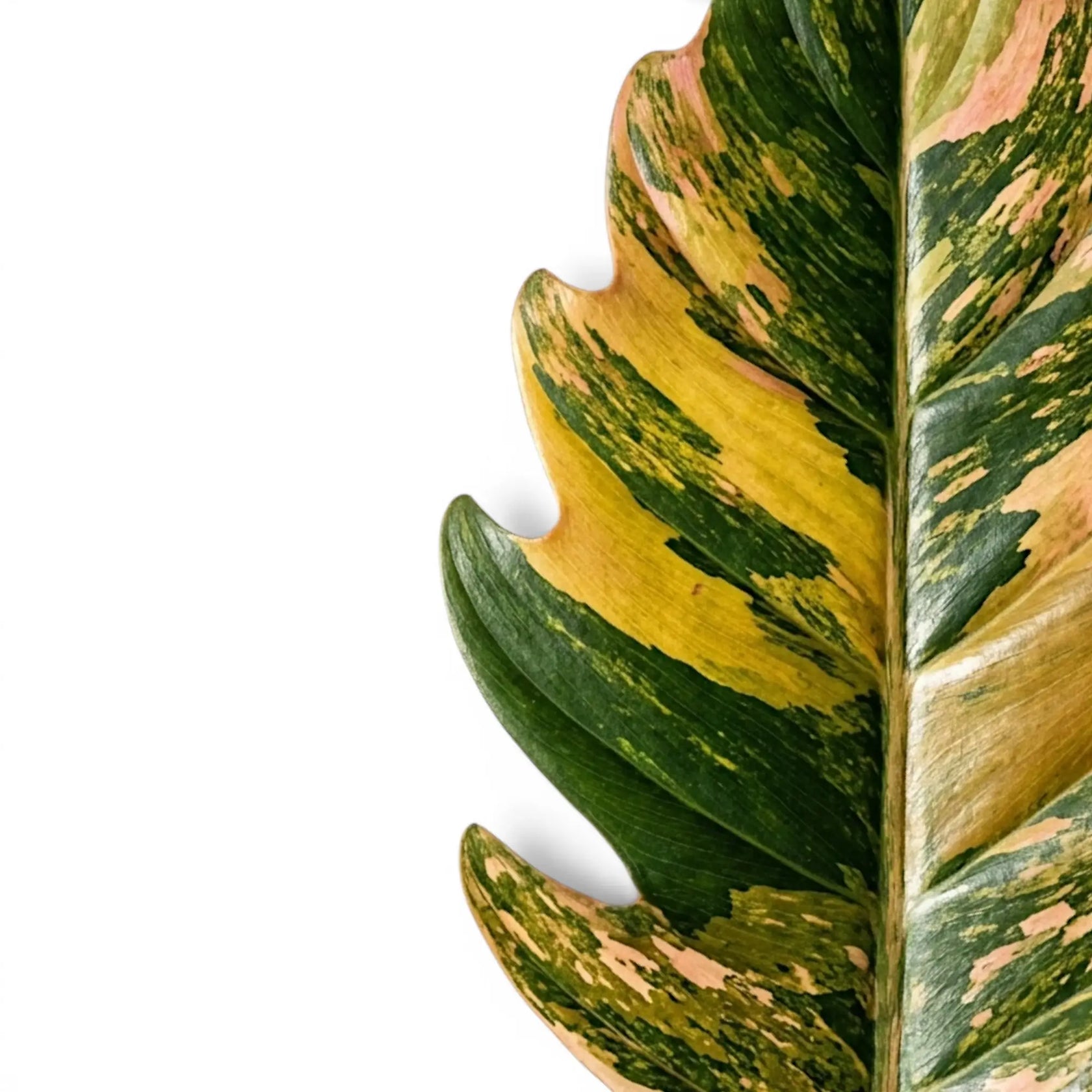 Close-up of Philodendron 'Caramel Marble' leaves.