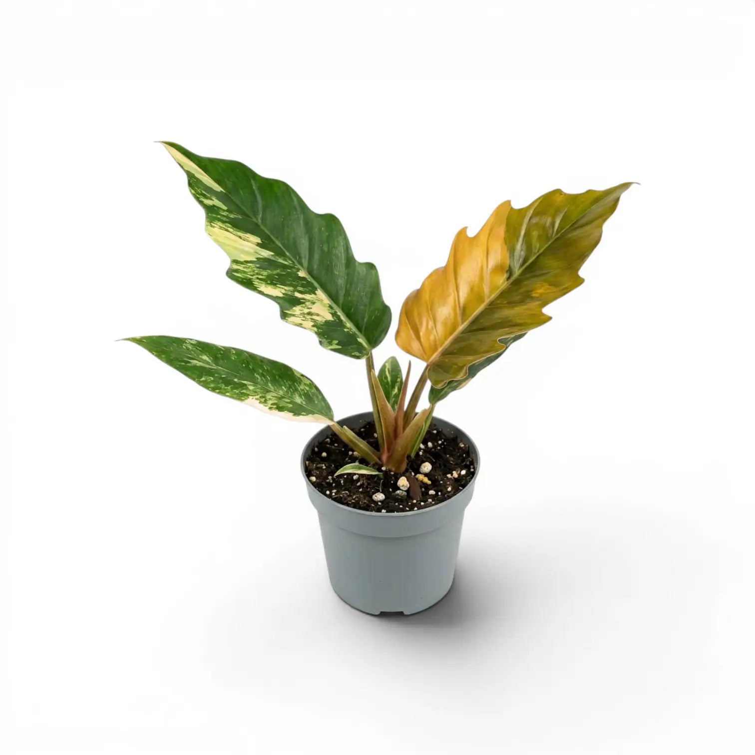 Philodendron 'Caramel Marble' plant in a nursery pot.
