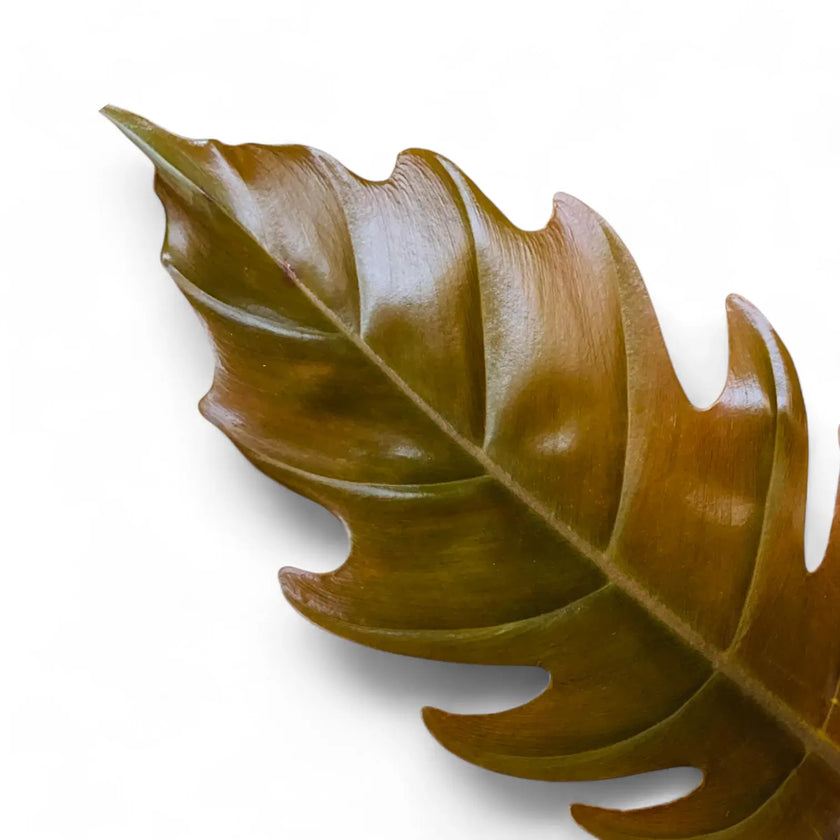 Nahaufnahme von Philodendron 'Caramel Pluto' ('Chocolate Empress', 'Pluto') vor weißem Hintergrund.