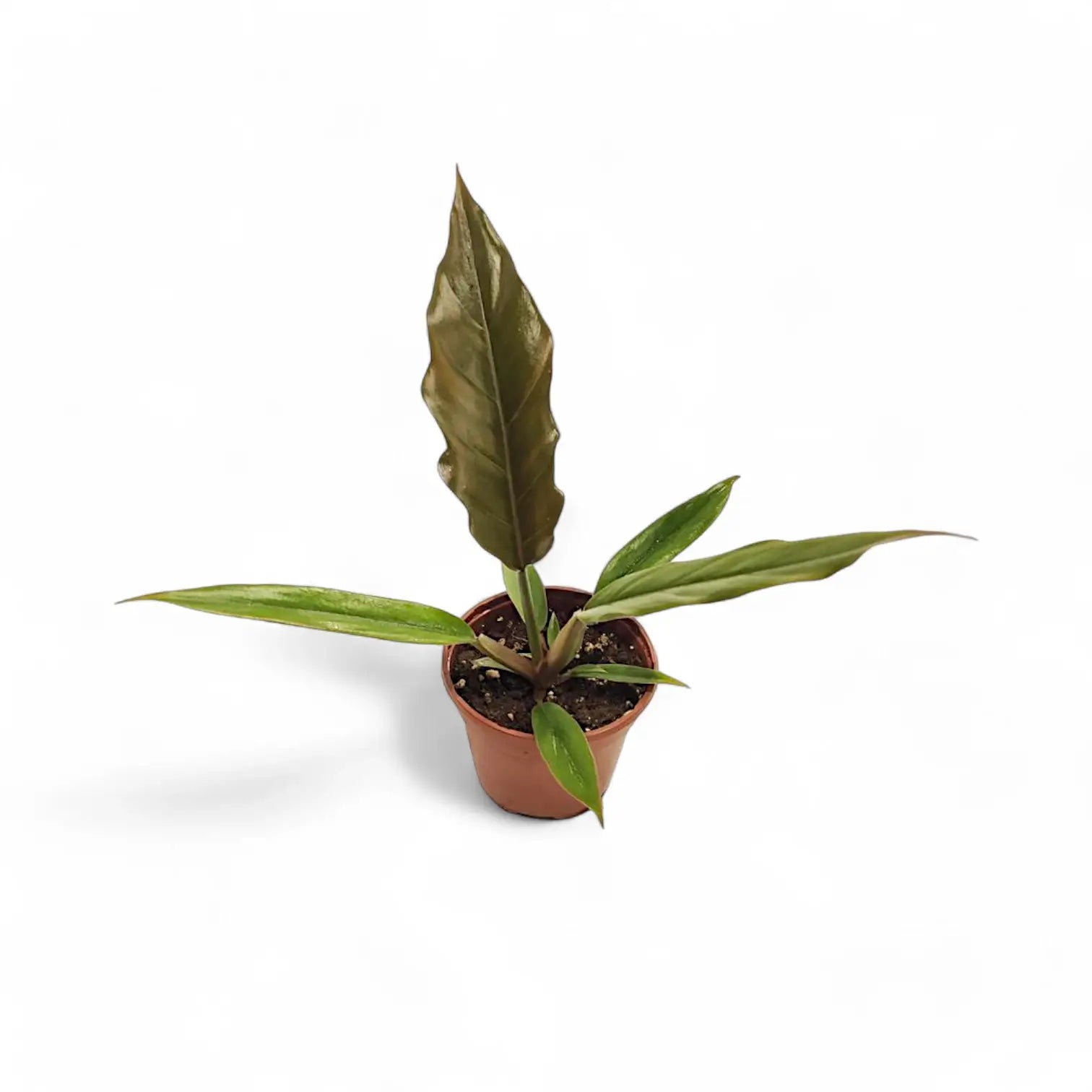 Philodendron 'Caramel Pluto' ('Chocolate Empress', 'Pluto') potted plant in nursery pot on white background.