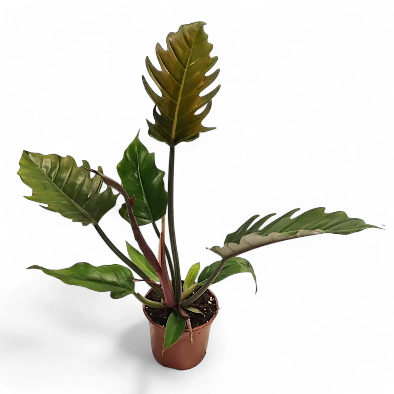 Philodendron 'Caramel Pluto' ('Chocolate Empress', 'Pluto') potted plant in nursery pot on white background.
