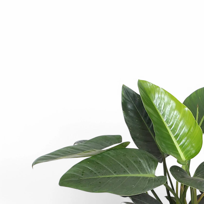 Philodendron 'Congo Green' – Blattdetail vor weißem Hintergrund..