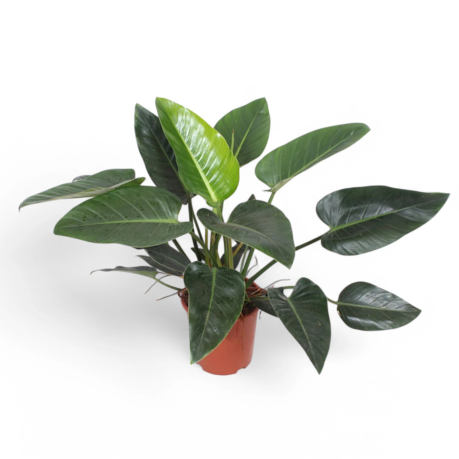 Philodendron 'Congo Green' potted plant in nursery pot on white background.
