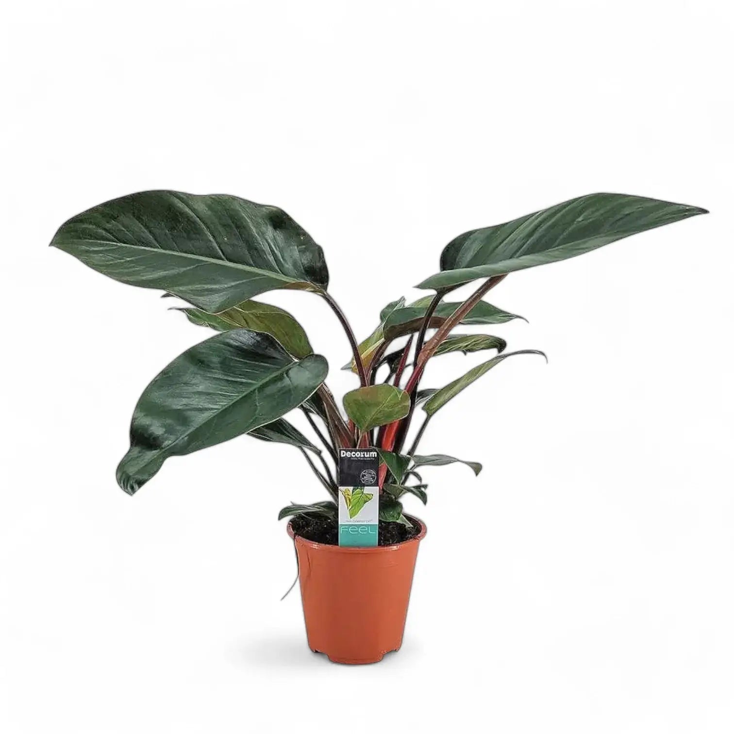 Philodendron 'Congo Rojo' Zimmerpflanze im Anzuchttopf vor weißem Hintergrund, Produktfoto 6.