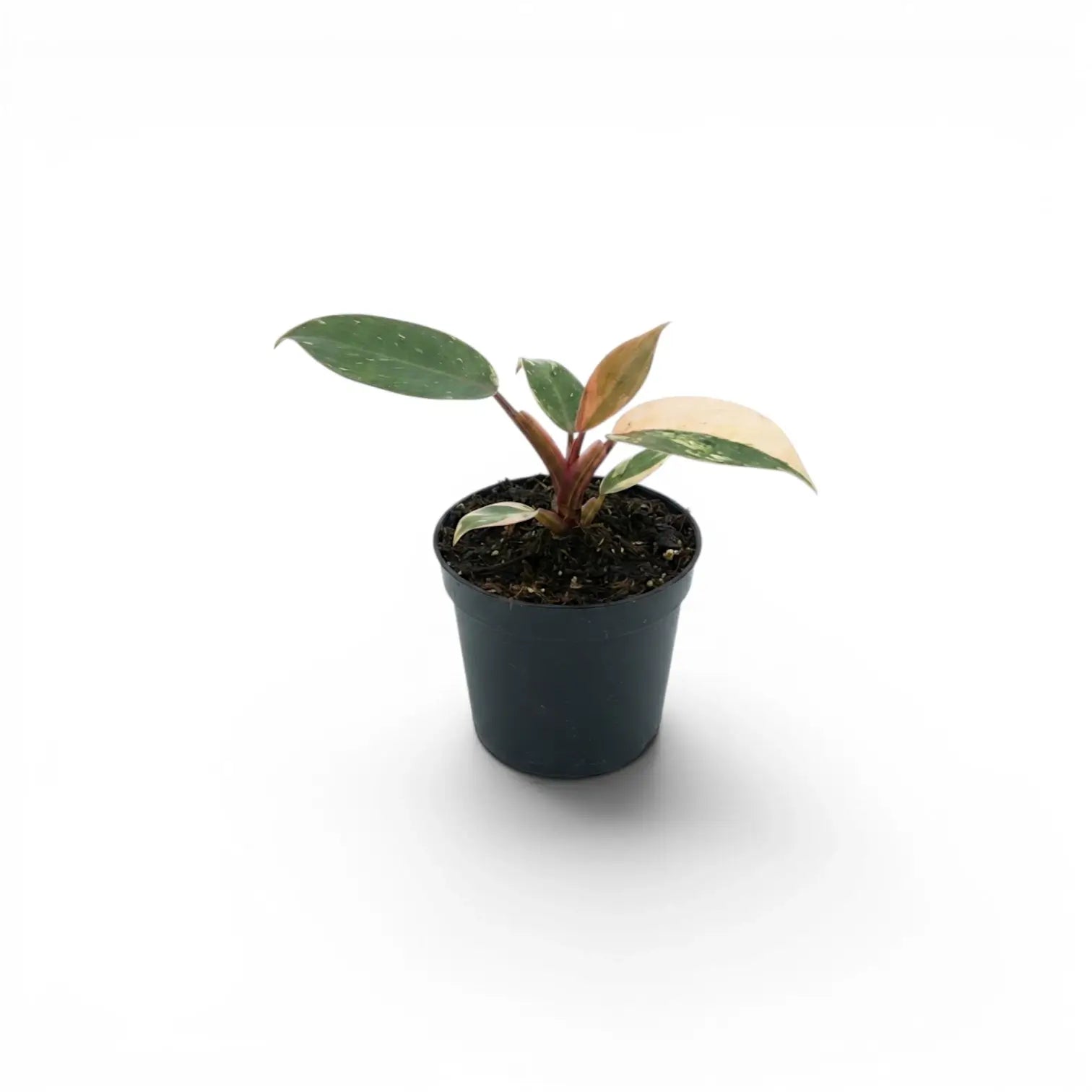 Philodendron ‘Rojo Congo’ Variegata baby plant with green and blush-pink leaves in a black nursery pot.