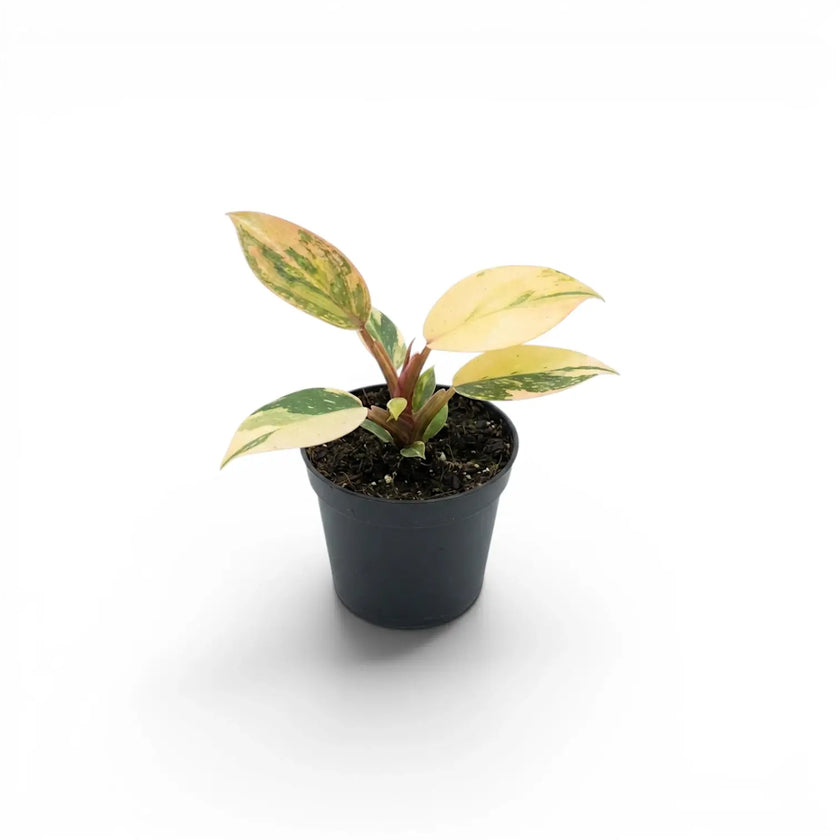 Philodendron ‘Rojo Congo’ Variegata baby plant with cream-and-peach foliage in a black nursery pot.