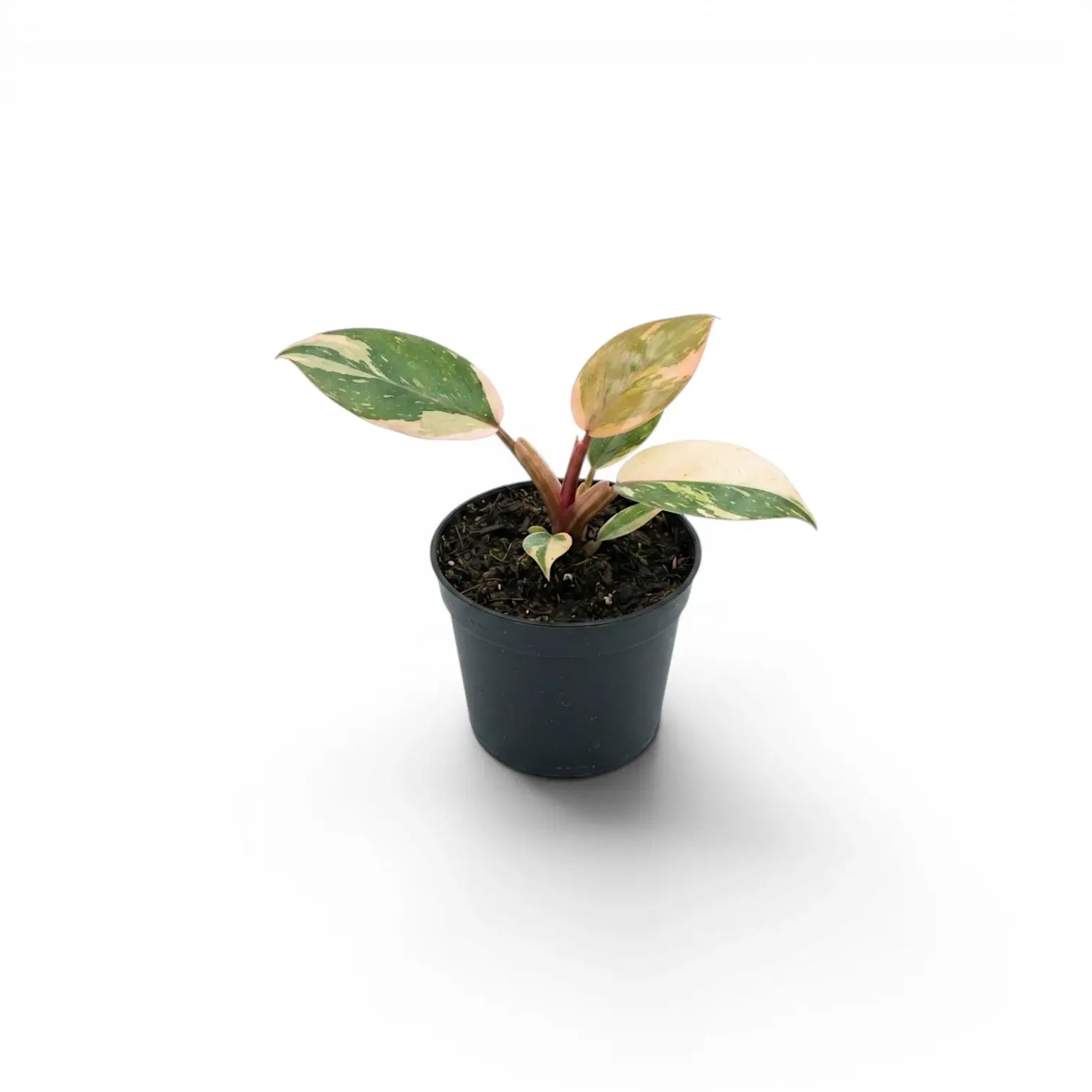 Philodendron ‘Rojo Congo’ Variegata baby plant with peach sectors and red petioles in a black nursery pot.