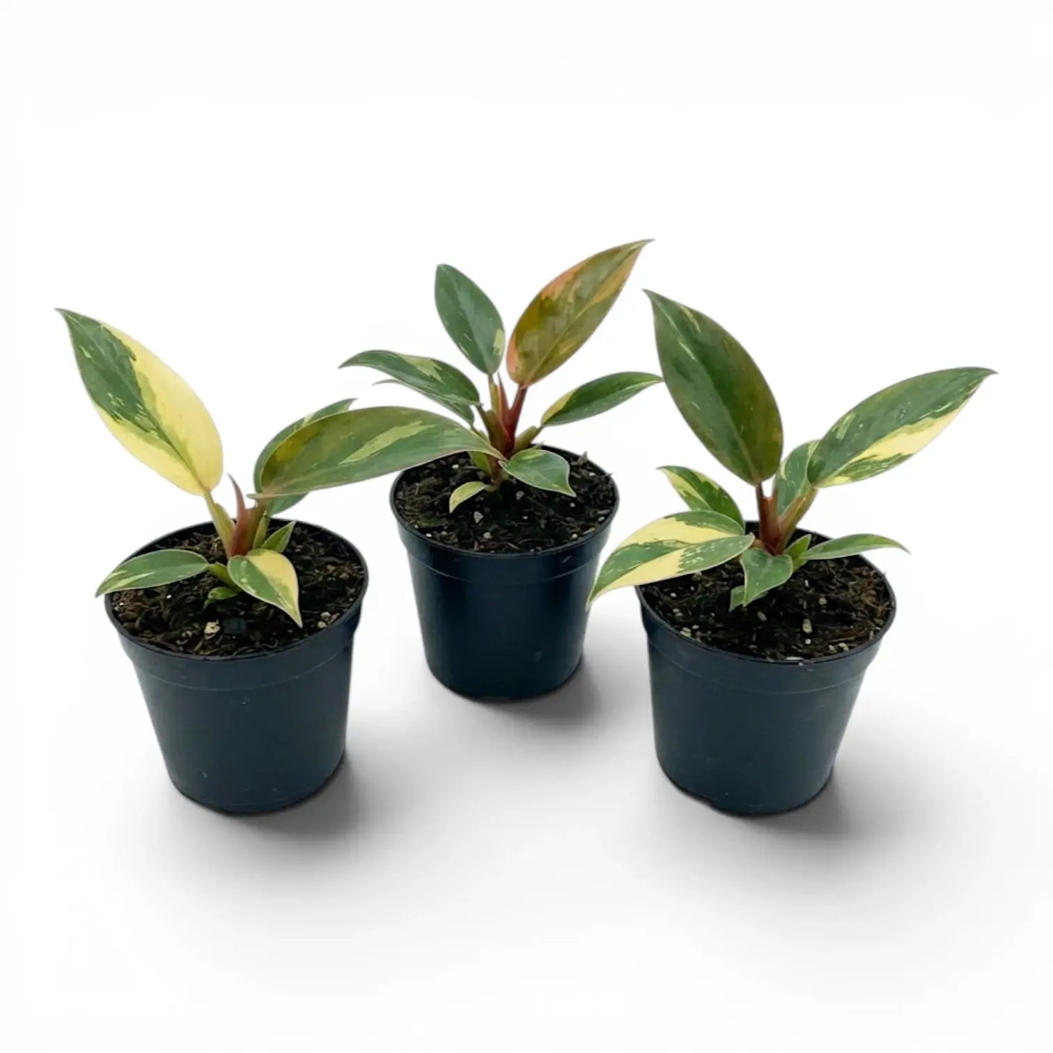 Group of three variegated Philodendron ‘Rojo Congo’ Variegata baby plants in black nursery pots.
