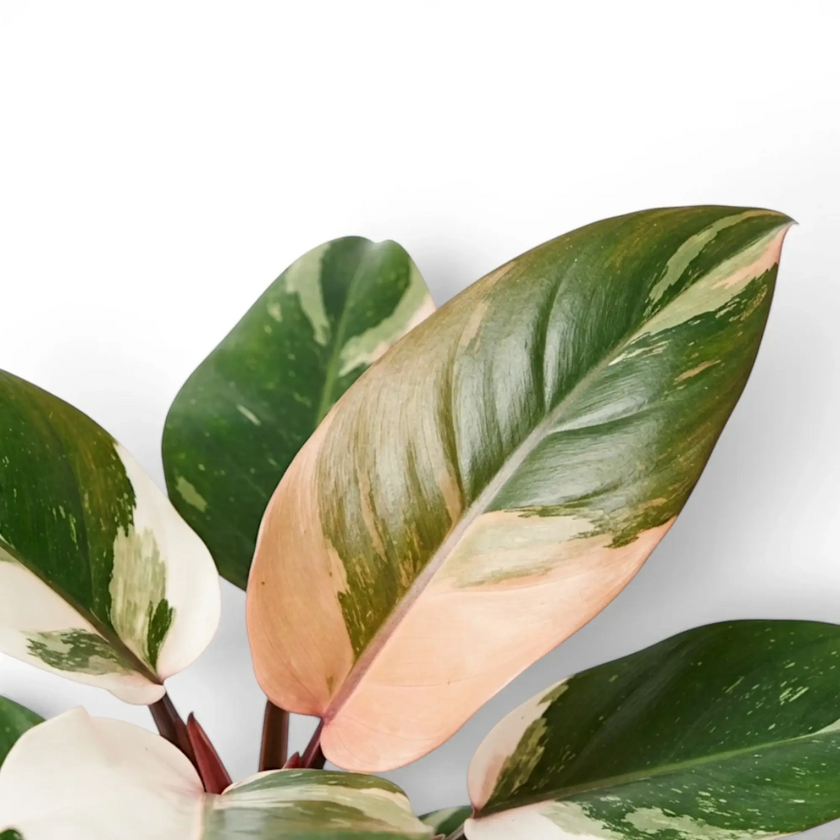 Philodendron ‘Rojo Congo’ Variegata leaves with broad blush-pink, cream and green sectors.