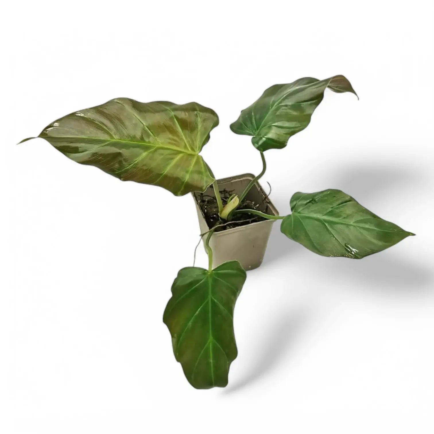 Philodendron corsinianum potted plant in nursery pot on white background.